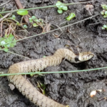 snake in frimley fuel allotments