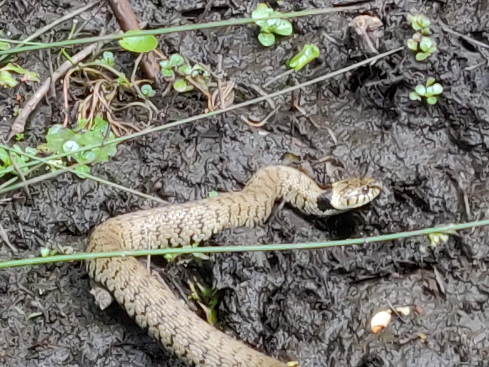 Spring Awakens at Frimley Fuel Allotments as Residents Urged to Record Wildlife